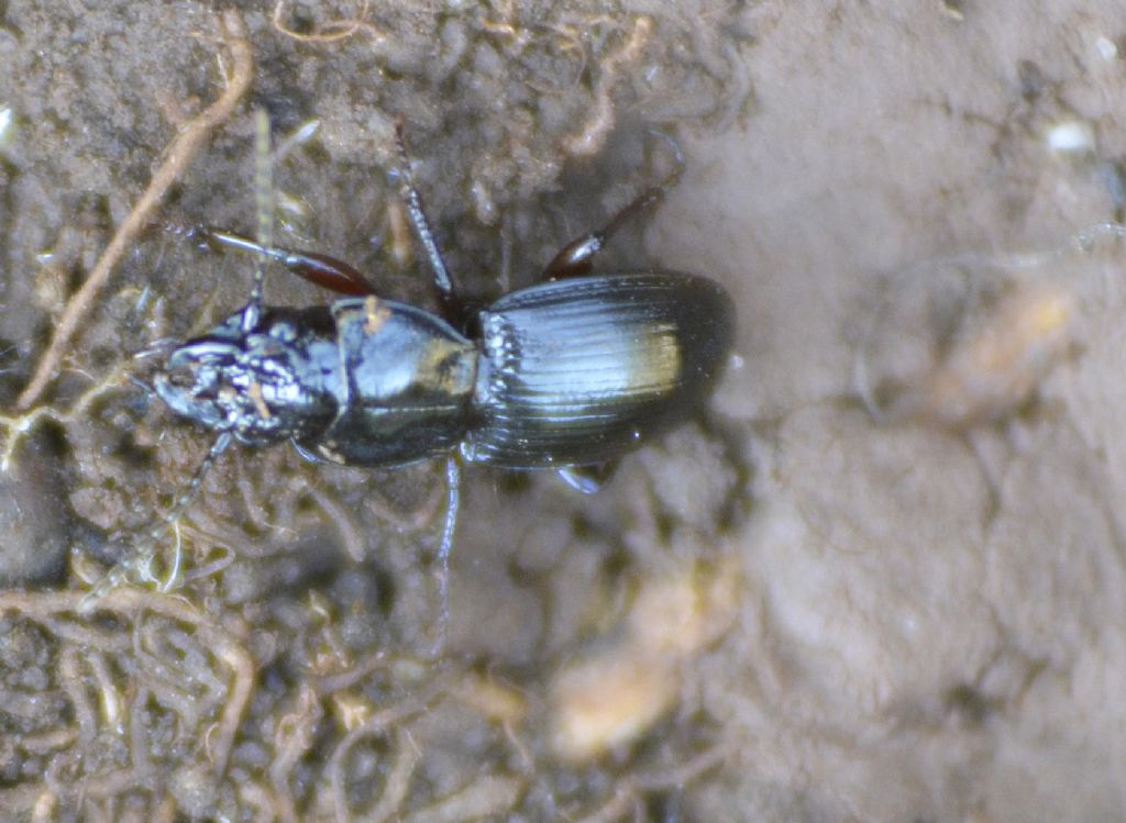 Carabidae id. - Molops sp.